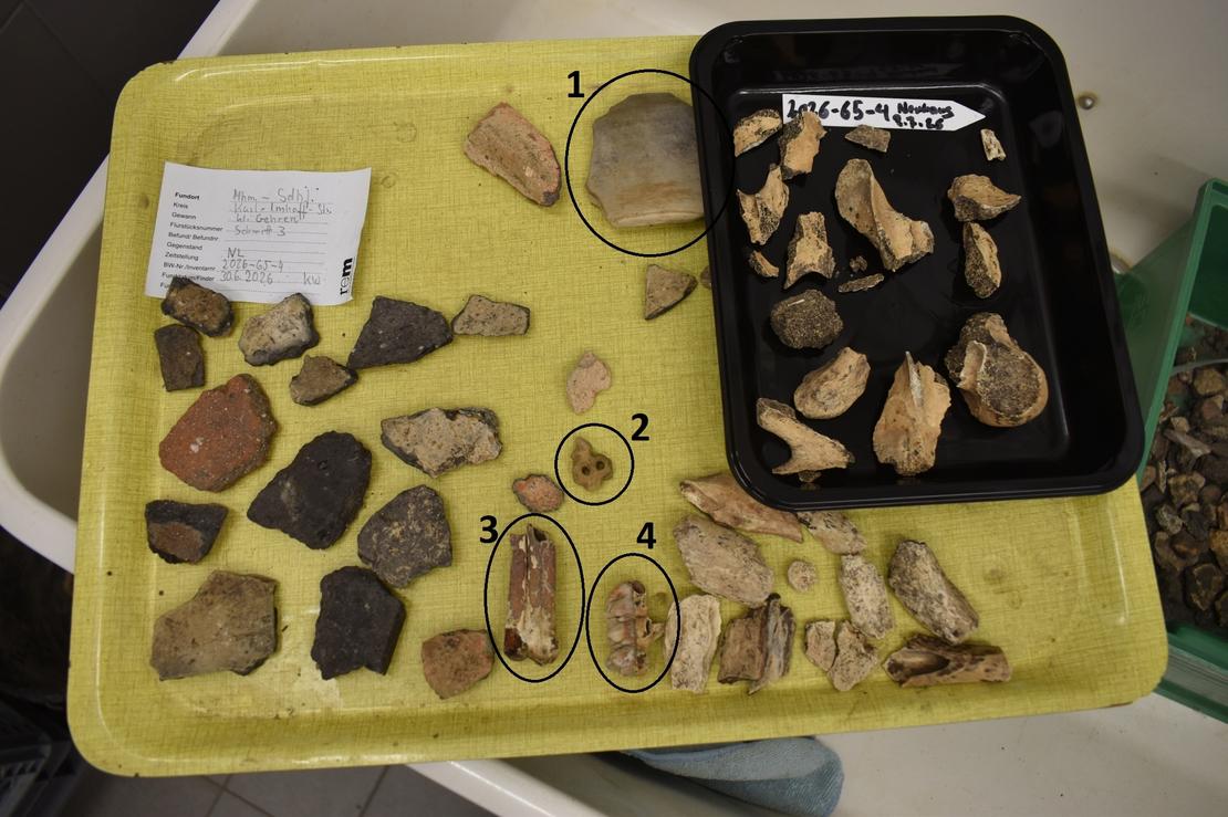 Funde nach der Reinigung Ein gelbliches Tablett mit verschiedenen kleinen archäologischen Funden, darunter Scherben und Tierzähne