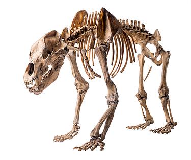 Höhlenbär-Skelett