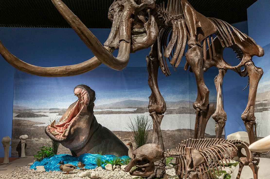 im Vordergrund Mammutskelett, im Hintergrund Rekonstruktion eines Flusspferdes