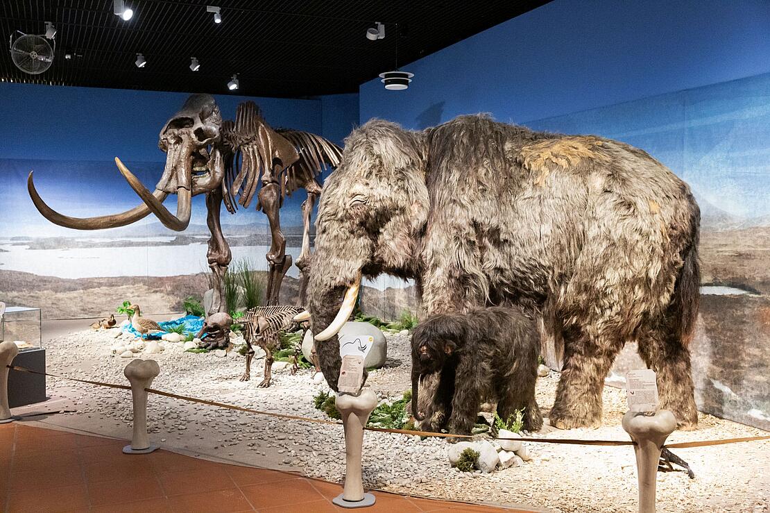 Rekonstruktion eines Mammuts samt Kalb und ein Mammutskellet